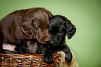 Flat Coated Retriever Puppy in basket