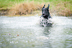 Flat Coated Retriever in the water