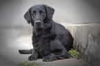 Flat Coated Retriever