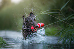 male Flat Coated Retriever