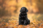 Flat Coated Retriever Puppy