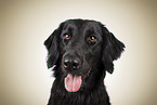 Flat Coated Retriever Portrait