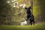 playing Flat Coated Retriever