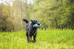 black Flat Coated Retriever