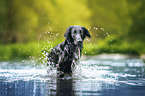 black Flat Coated Retriever