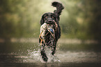 Flat Coated Retriever