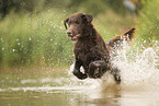 Flat Coated Retriever