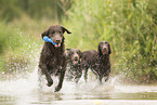 Flat Coated Retriever