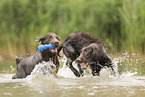 Flat Coated Retriever