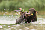 Flat Coated Retriever