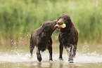 Flat Coated Retriever