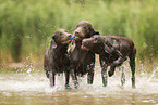 Flat Coated Retriever