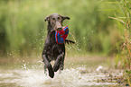 Flat Coated Retriever