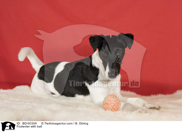 Foxterrier mit Ball / Foxterrier with ball / BD-00309