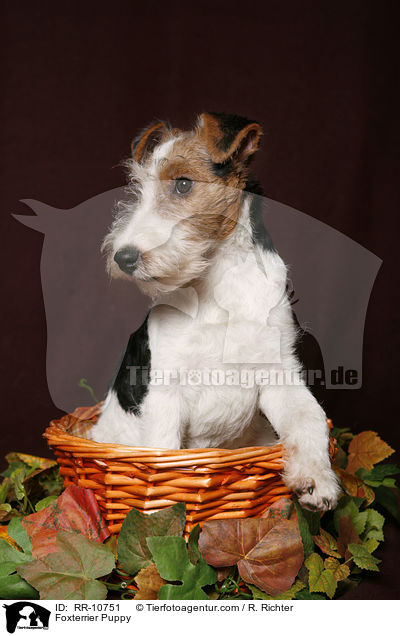 Foxterrier Welpe / Foxterrier Puppy / RR-10751