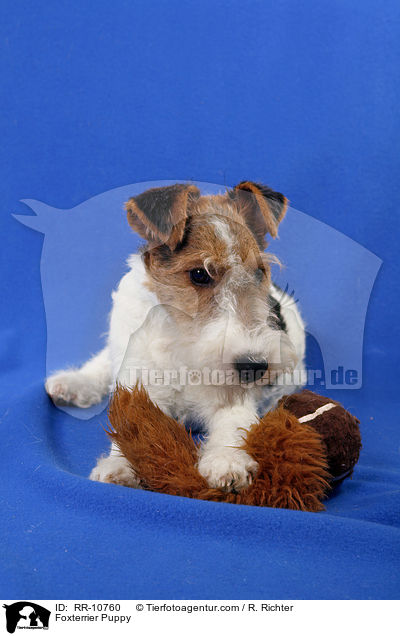 Foxterrier Welpe / Foxterrier Puppy / RR-10760