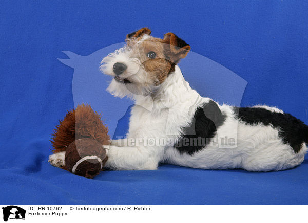 Foxterrier Welpe / Foxterrier Puppy / RR-10762