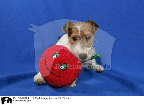 Foxterrier Welpe / Foxterrier Puppy / RR-10764