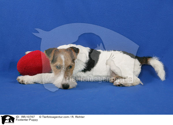 Foxterrier Welpe / Foxterrier Puppy / RR-10767