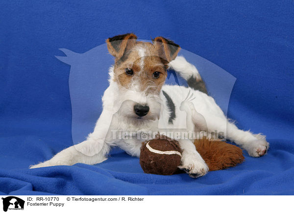 Foxterrier Welpe / Foxterrier Puppy / RR-10770