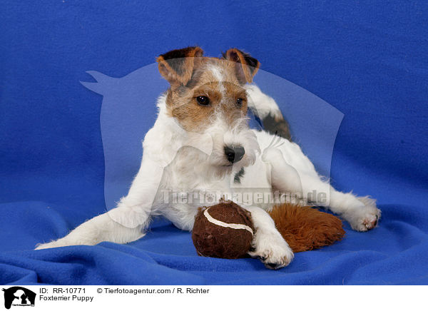 Foxterrier Welpe / Foxterrier Puppy / RR-10771