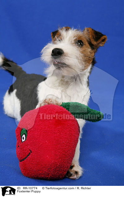 Foxterrier Welpe / Foxterrier Puppy / RR-10774