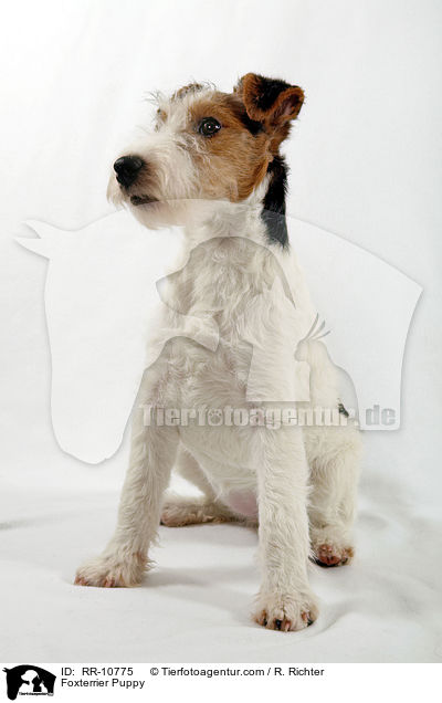 Foxterrier Welpe / Foxterrier Puppy / RR-10775