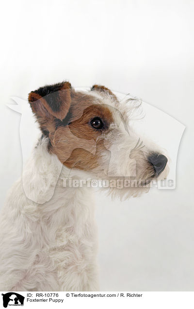 Foxterrier Welpe / Foxterrier Puppy / RR-10776