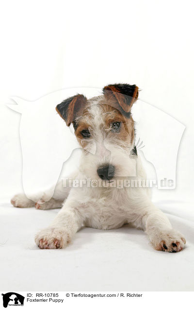 Foxterrier Welpe / Foxterrier Puppy / RR-10785