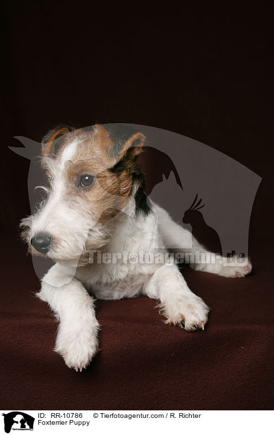 Foxterrier Welpe / Foxterrier Puppy / RR-10786