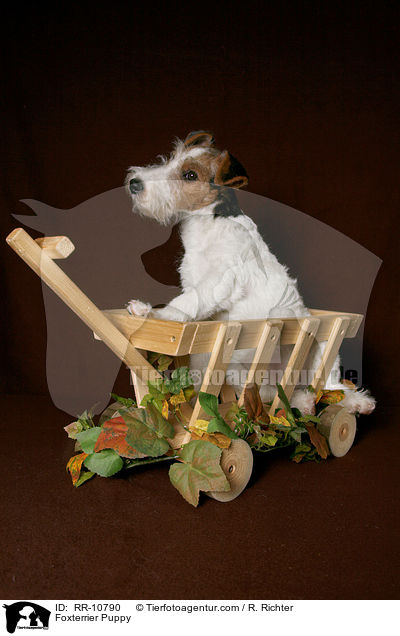 Foxterrier Welpe / Foxterrier Puppy / RR-10790