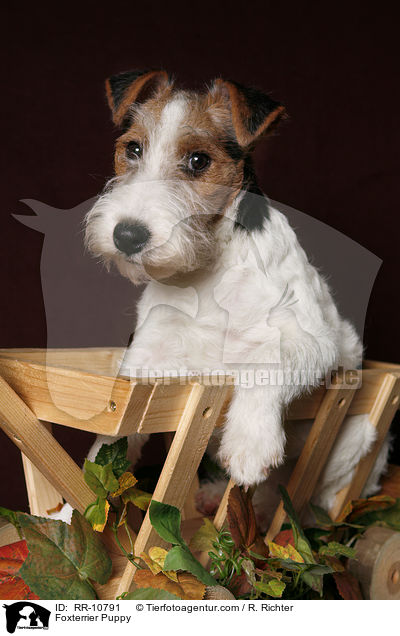 Foxterrier Welpe / Foxterrier Puppy / RR-10791