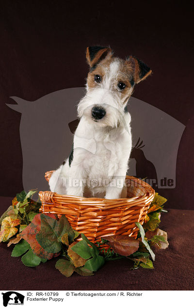 Foxterrier Welpe / Foxterrier Puppy / RR-10799