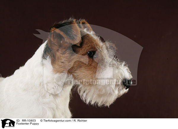 Foxterrier Welpe / Foxterrier Puppy / RR-10803