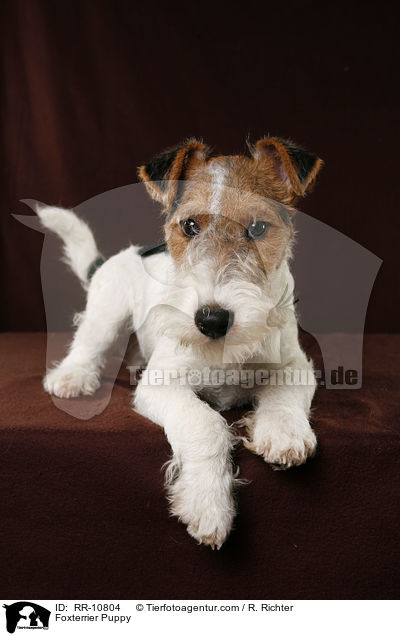 Foxterrier Welpe / Foxterrier Puppy / RR-10804