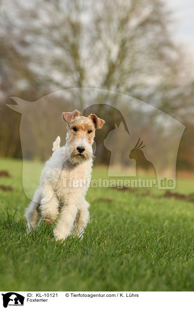 Foxterrier / Foxterrier / KL-10121