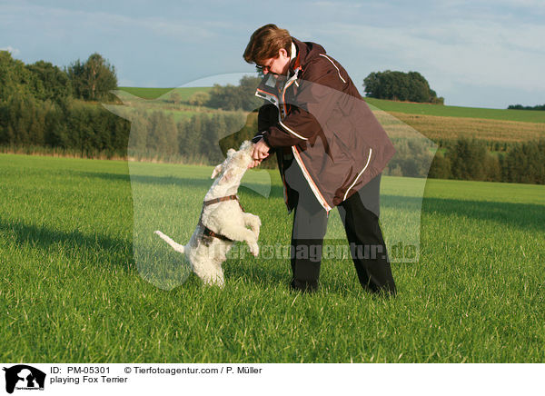 spielender Foxterrier / playing Fox Terrier / PM-05301