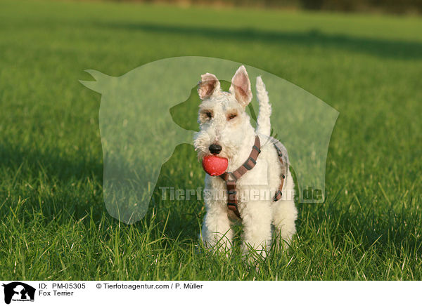 Foxterrier / Fox Terrier / PM-05305
