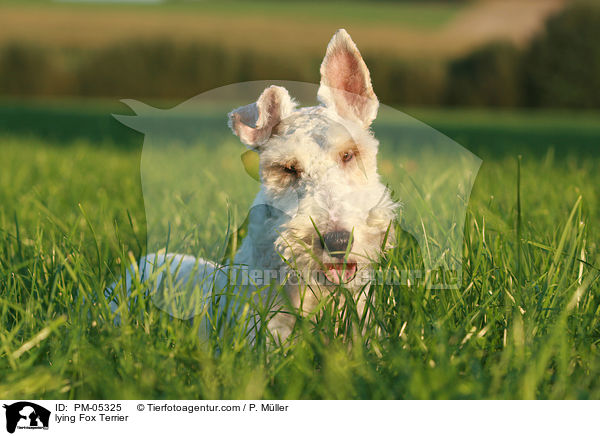 liegender Foxterrier / lying Fox Terrier / PM-05325