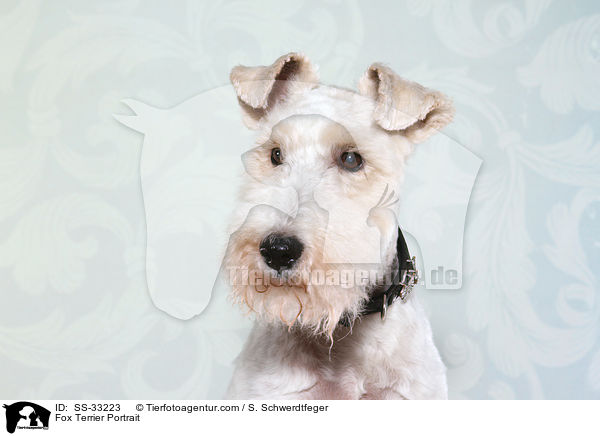 Foxterrier Portrait / Fox Terrier Portrait / SS-33223