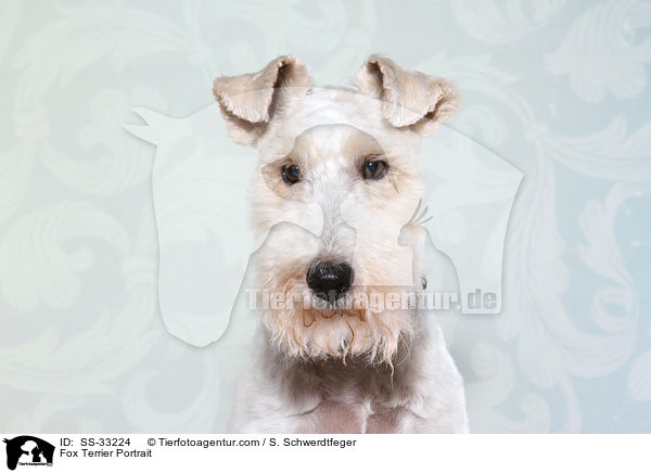 Foxterrier Portrait / Fox Terrier Portrait / SS-33224