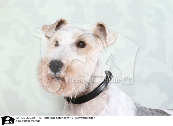 Foxterrier Portrait / Fox Terrier Portrait / SS-33229