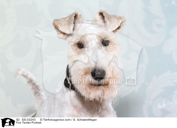 Foxterrier Portrait / Fox Terrier Portrait / SS-33243
