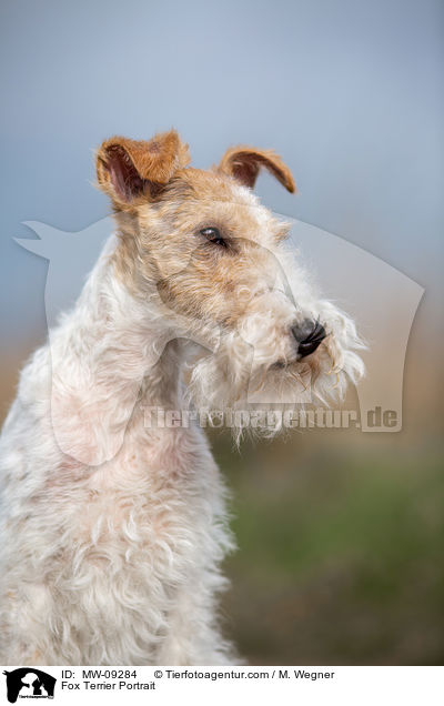 Foxterrier Portrait / Fox Terrier Portrait / MW-09284