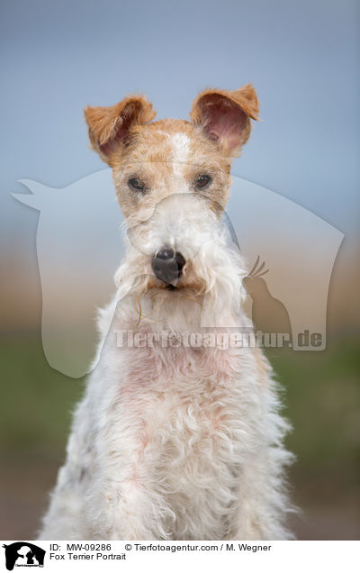 Foxterrier Portrait / Fox Terrier Portrait / MW-09286