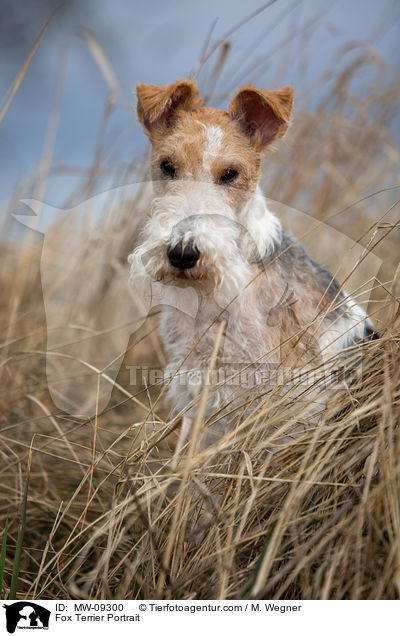 Foxterrier Portrait / Fox Terrier Portrait / MW-09300