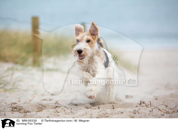 rennender Foxterrier / running Fox Terrier / MW-09339