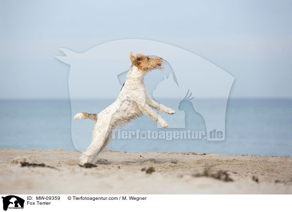 Foxterrier / Fox Terrier / MW-09359