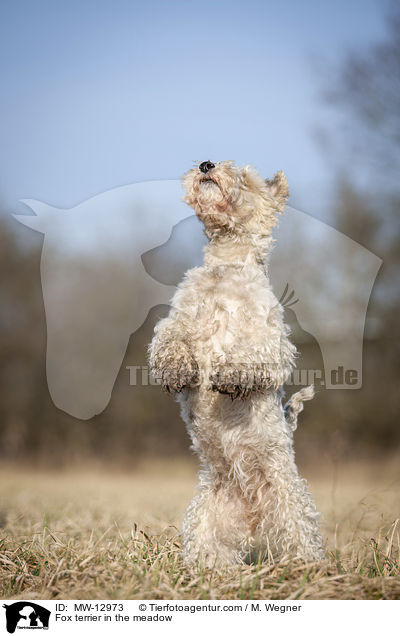 Foxterrier in der Wiese / Fox terrier in the meadow / MW-12973