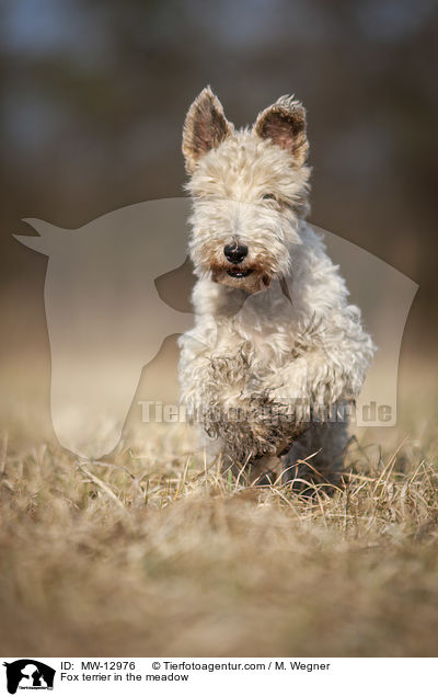 Foxterrier in der Wiese / Fox terrier in the meadow / MW-12976
